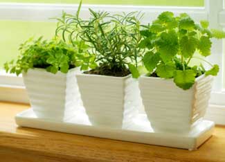 First Time Gardener? Step Right Up, Get Your Expert Advice Here